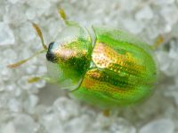 Cassida (Mionycha) margaritacea
