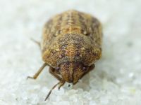 Psacasta (Cryptodontus) neglecta