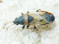 Heterogaster artemisiae