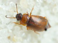 Anthobium atrocephalum