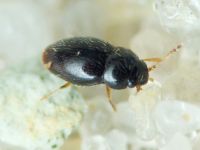 Ptiliidae