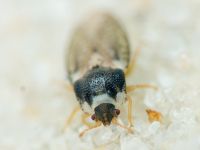 Parapiesma variabile