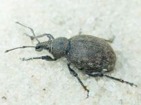 Otiorhynchus ligustici