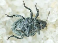 Ceutorhynchus puncticollis