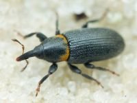 Mecinus collaris