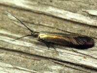 Coleophora spissicornis