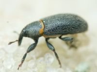 Mecinus collaris
