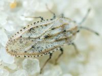 Tingis (Tingis) grisea