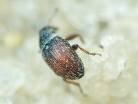 Mecinus plantaginis