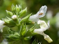 Stachys recta