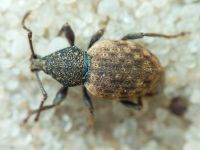 Otiorhynchus raucus