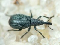 Apioninae