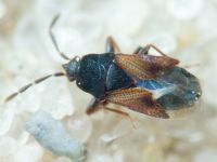 Tropistethus holosericus