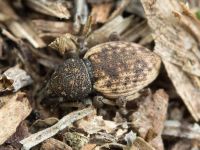 Otiorhynchus raucus