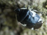 Tritomegas sexmaculatus