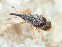 Taeniapion