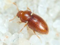 Mycetaea subterranea