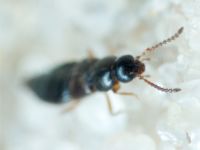 Staphylinidae