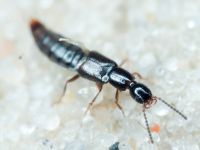 Staphylinidae