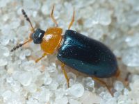 Tetratoma (Tetratoma) fungorum
