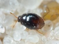 Coleoptera