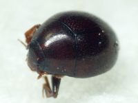 Abraeus