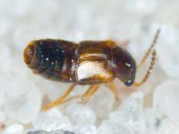 Staphylinidae