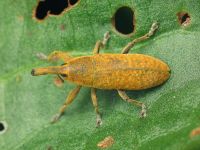 Lixus (Dilixellus) bardanae