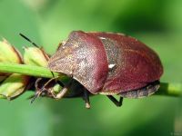 Eurygaster testudinaria