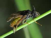 Argidae