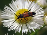 Stenurella bifasciata