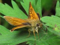 Ochlodes sylvanus