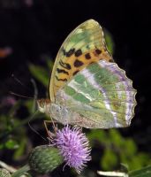 Argynnis paphia