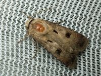 Agrotis exclamationis