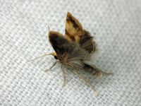 Phalonidia contractana