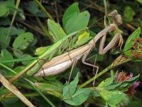 Mantis religiosa