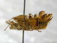 Phyllomorpha laciniata