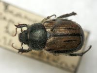 Blitopertha lineolata