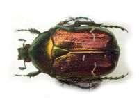 Cetonia aurata