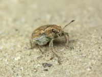 Sitona lepidus