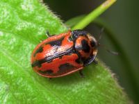 Pilemostoma fastuosa