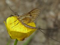 Ephemeroptera