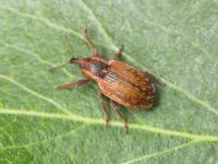 Hypera (Hypera) nigrirostris
