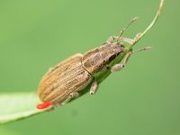 Sitona lineatus