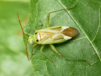 Adelphocoris lineolatus