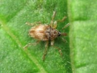 Nanophyes marmoratus