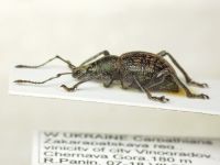Otiorhynchus multipunctatus