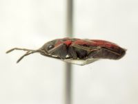 Melanocoryphus tristrami