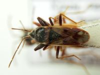 Eremocoris fenestratus