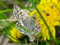 Pyrgus malvae